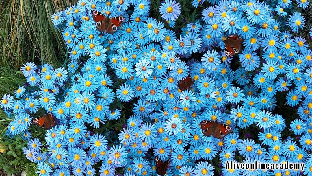 Unsere Aufgabe ist es Vielfalt zu fördern, sie im #virtuellen Raum sichtbar zu machen, Begegnungsräume zu schaffen und die Menschen mit ihrem ganzen Wesen auch #Online zusammenzubringen. So wie sich die Schmetterlinge tummeln und den Lebensraum durch ihr Gewimmel lebendig machen.