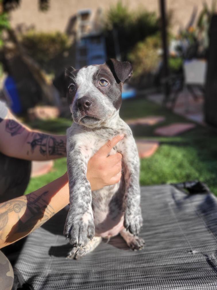 iswmp's tweet photo. The last two pups from our Marvel litter. β¨ Rogue and Storm β¨
#adoptme #iswmp https://t.co/f1kqbtYPVs