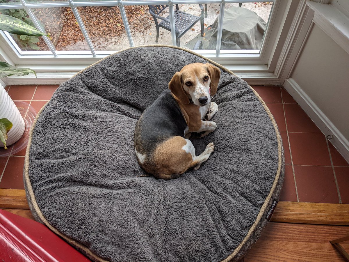 CroftonHounds's tweet photo. New dog is a bed hog. #NewFoster #Scooter #StillGoingToNap https://t.co/d1NuiLvSXF