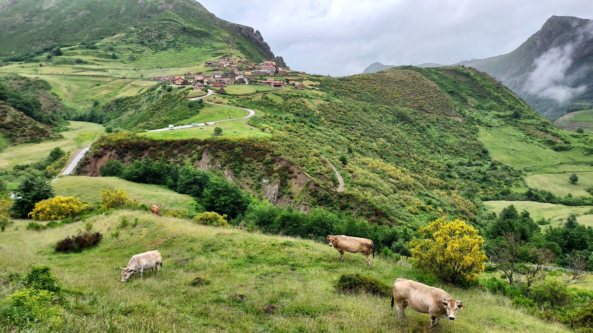 Birding_Lleida's tweet photo. Parque Natural de Somiedo. Territorio del oso pardo cantábrico
#somiedo #asturias #asturiasparaisonatural #naturaleza https://t.co/NRQI9JFDsR