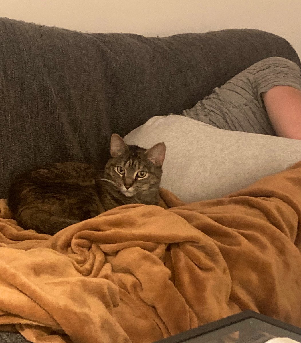 Irma_the_cat's tweet photo. I like to snuggle against butts. #CatsOfTwitter #snugglebutt #cute #warmandcozy https://t.co/gkIjHPXGLA