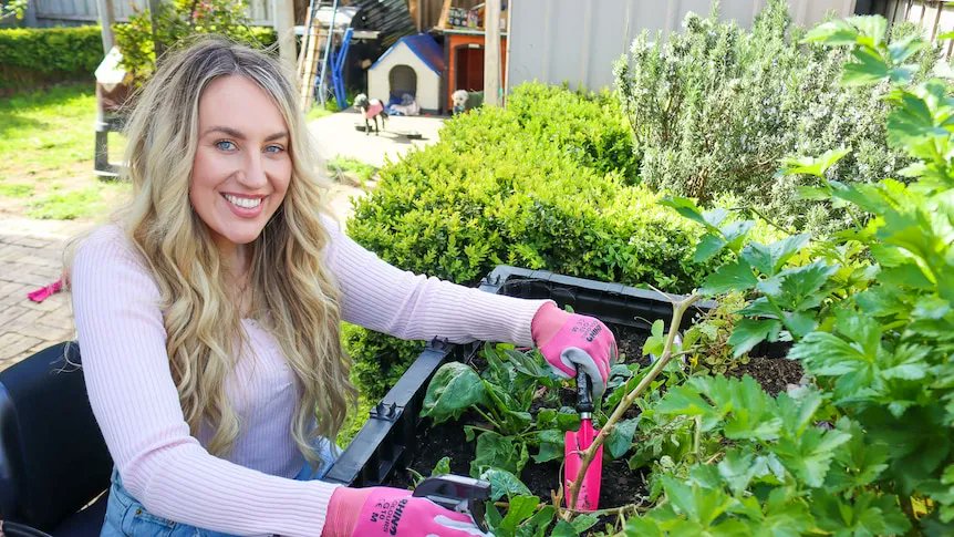 RoseMusachio's tweet photo. The best #garden beds for when bending or crouching are not an option - #ABCEveryday #accessibility #accessiblenature #inclusion #PwD #disabilityinclusion #accessiblegardening https://t.co/0wUPB0uqye https://t.co/ZIajJfnv4w