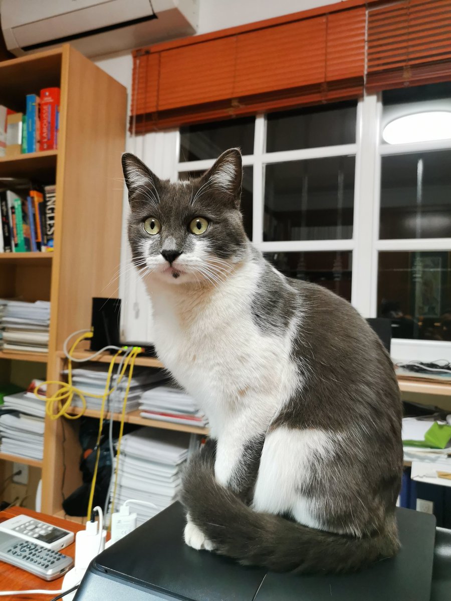 MissEnCamino's tweet photo. Gente de Málaga, Puerto de la Torre en Urbanización Puertosol. 

Se ha perdido mi gato Albus. Es macho, está castrado y lleva chip. Tiene 2 años y medio.

Es cariñoso y se deja coger. Lleva sin aparecer desde el miércoles 10/11. Difusión por favor. 649673766. https://t.co/QN9etHA4f8