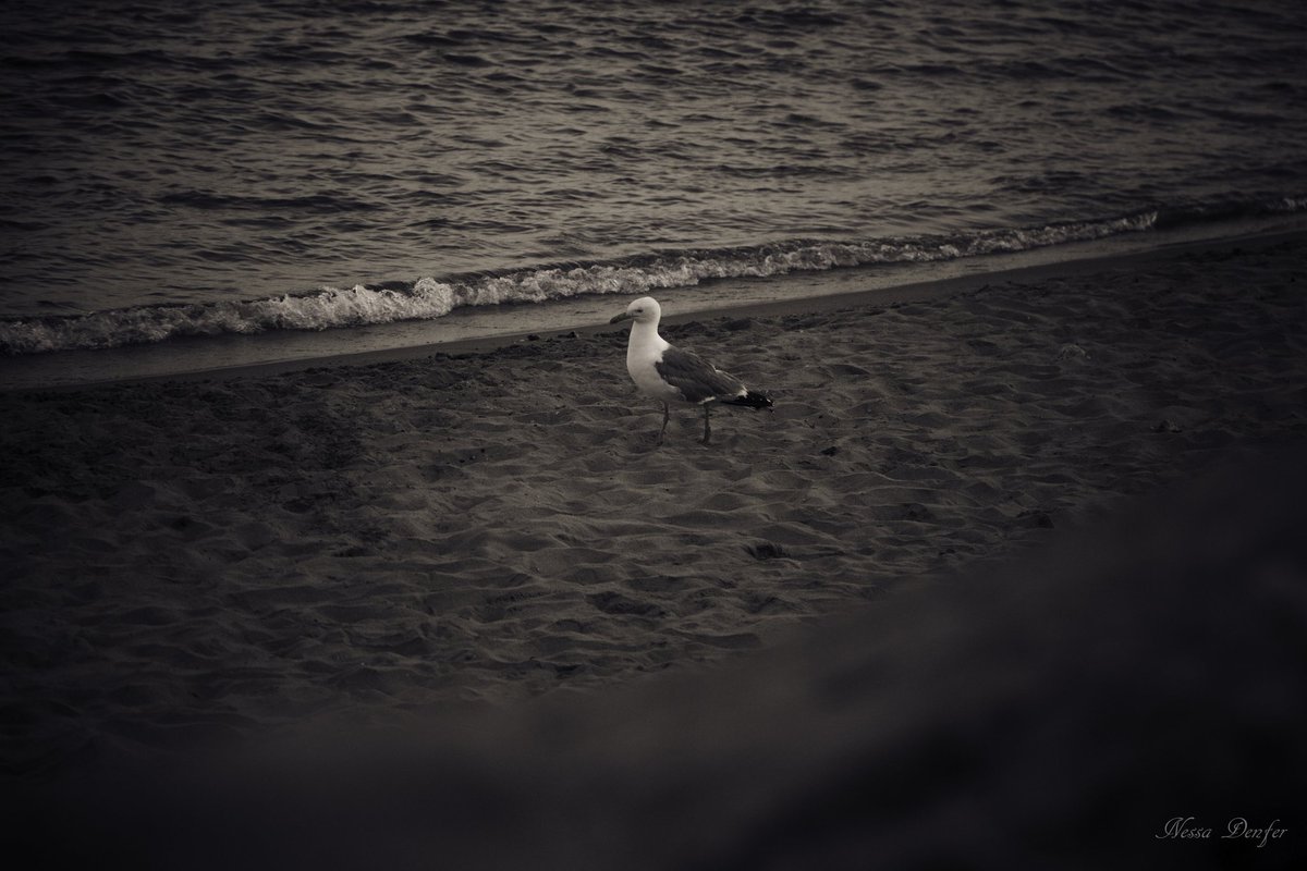 NessaJFL's tweet photo. «Ma vie est gouvernée par le besoin de m'égarer et d'observer.Mon appareil photo est mon passeport»

📸 By @DenferNessa

#canonphotography #photographylovers  #photooftheday #photographypassion  #canonphoto #saintesmariedelamer #camargue #animallovers #lanscapephotography https://t.co/K2QImYrHF5