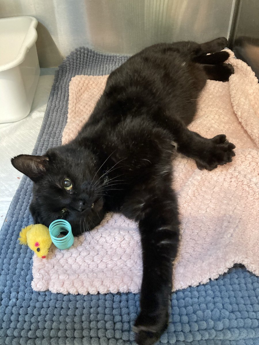 Meet Champ- Champ has wandered a local neighborhood for the last 2 years. He endured many cold winters. He is now warm and safe inside with us. Now neutered and has had his many infestations treated. He is a happy boy. fixedfurlife.com