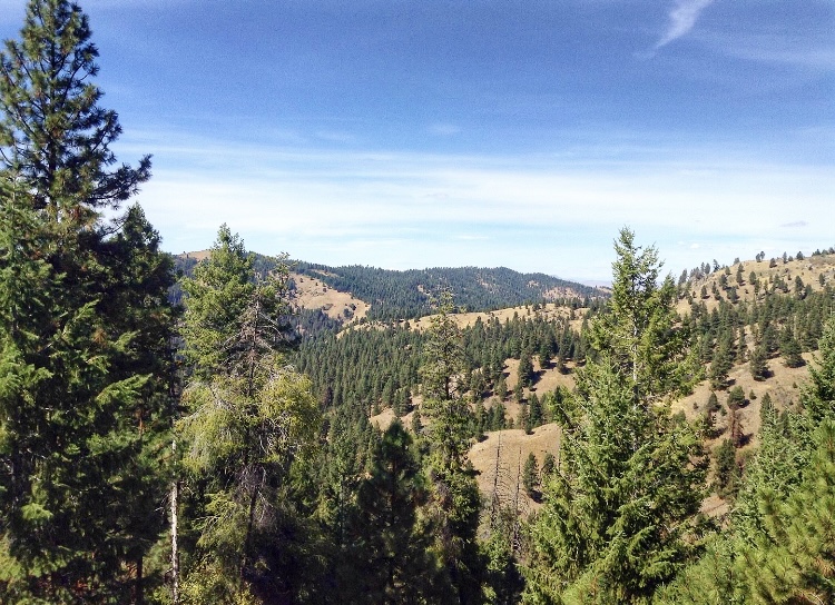 BroncoSportXCTF's tweet photo. For the last time this XC season here is your #TrailTuesday...
๐ฌ๐๐๐๐๐๐
๐ ๐ป๐๐๐๐
If you are looking for a shaded single-track trail, Eastside trail is for you! Located in the Boise National Forest, the trail is over 11 miles long.
#BleedBlue #RunBoise https://t.co/AH3JfRk6he