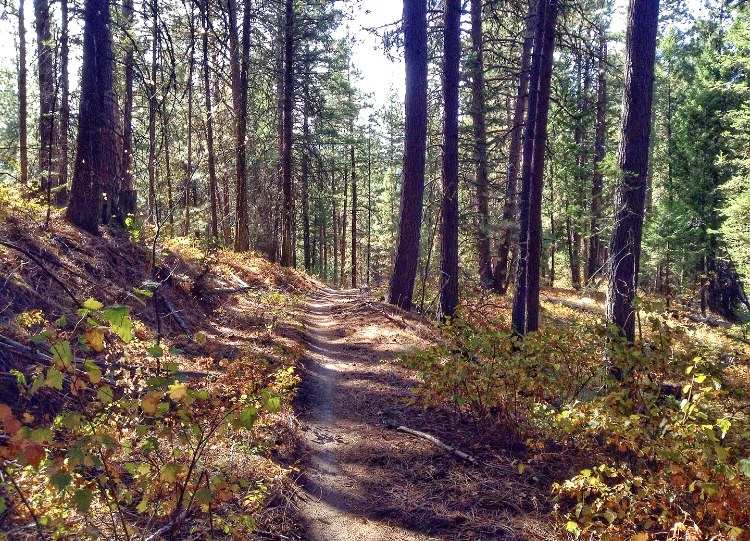 BroncoSportXCTF's tweet photo. For the last time this XC season here is your #TrailTuesday...
๐ฌ๐๐๐๐๐๐
๐ ๐ป๐๐๐๐
If you are looking for a shaded single-track trail, Eastside trail is for you! Located in the Boise National Forest, the trail is over 11 miles long.
#BleedBlue #RunBoise https://t.co/AH3JfRk6he