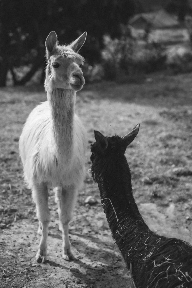cellercanmarles's tweet photo. Esta es Kelah, nuestra alpaca Albina. Una Suri única en su especie. Mamá de Guidaí, Pulguita y Bilu. A sus 12 años sigue noble, inteligente y nos habla con la mirada. #alpacas #suri #alpacaspenedes #bodegasgranja @jacobpetrus_tve @AMP https://t.co/oMREr2KYyO