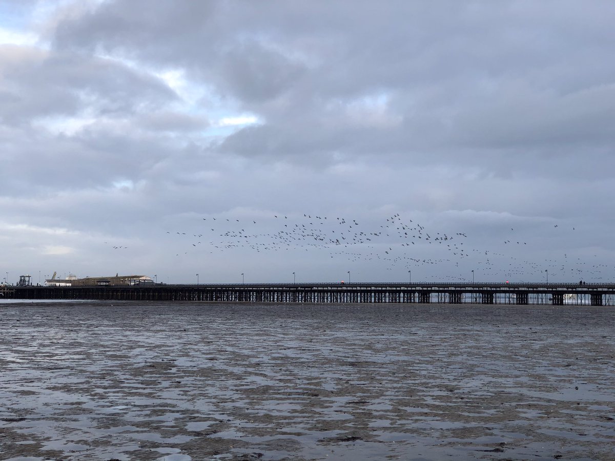 SiriusStar1963's tweet photo. Tuesday wander. #Ryde #PlayerBeach #Solent #pier #BrentGeese #Wightlink #PureIslandHappiness #IOW #home 💙 https://t.co/qdsvGiFUWT