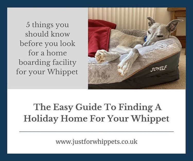 whippet home boarding