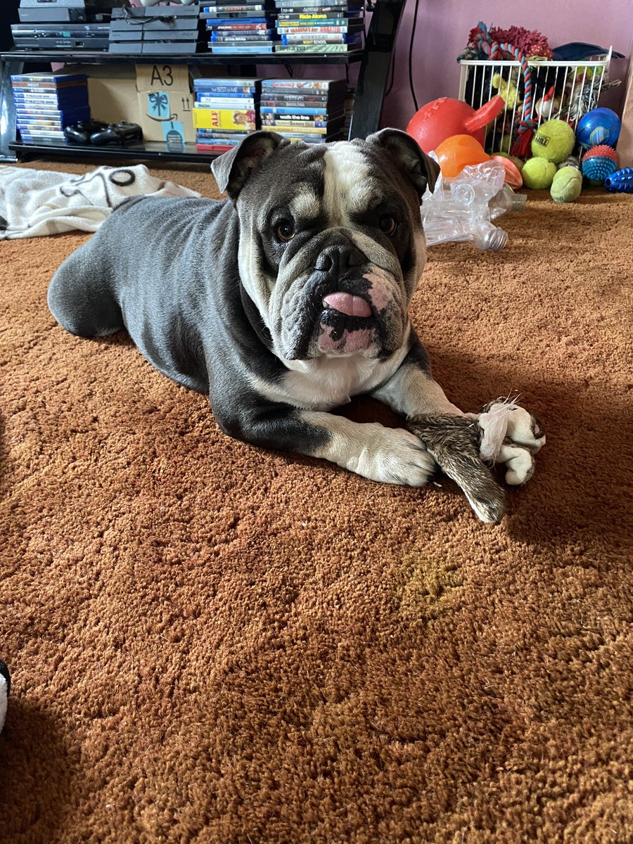 Tongue out Tuesday squad! Practicing on my rabbit to kill those zombies!🐾.  Cpl. Humphrey #ZSHQ