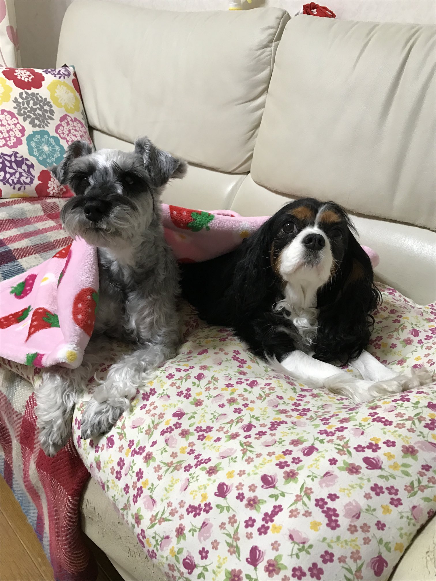 Takako お気に入り写真 実家のキャバリアちゃんがうちに来た時に わんわん物語みたいな組み合わせ でも実は女の子同士 ミニチュアシュナウザー キャバリア トランプ レディ わんわん物語 T Co 7pjxmxv1wt Twitter