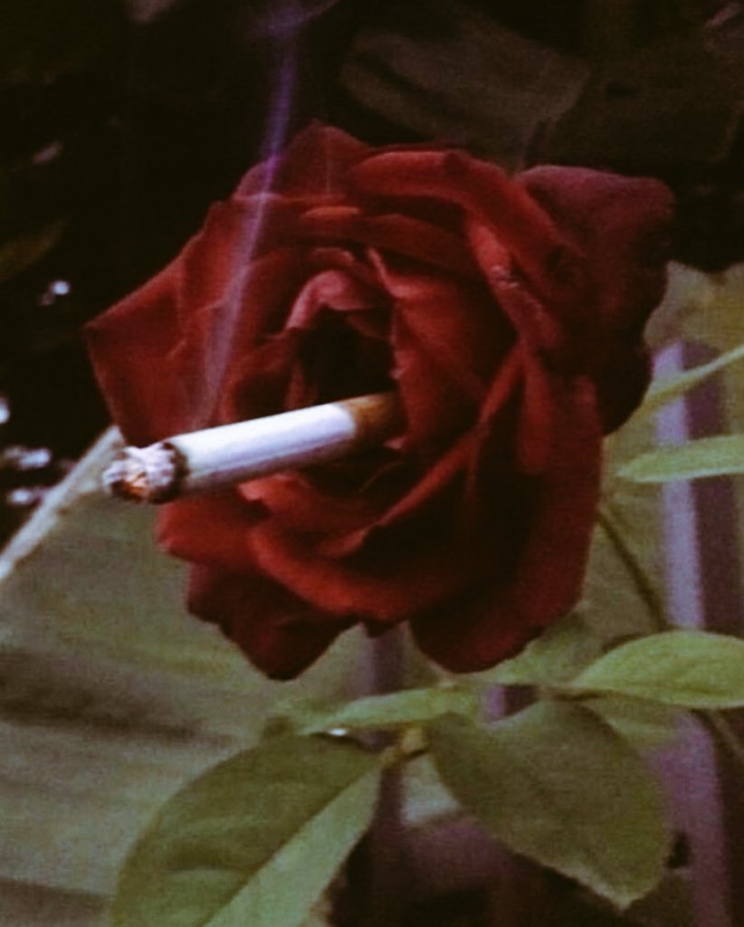 labrujamaryaa's tweet photo. ❤‍🔥🌹

                               . . . 

𝔖𝔬𝔫𝔥𝔢 𝔭𝔮 𝔬 𝔬𝔯𝔠̧𝔞𝔪𝔢𝔫𝔱𝔬 𝔢́ 𝔷𝔢𝔯𝔬 𝔢 𝔬 𝔭𝔯𝔞𝔷𝔬 𝔢́ 𝔦𝔫𝔣𝔦𝔫𝔦𝔱𝔬
  
                               . . . 

яτ https://t.co/UG5hHVIirq