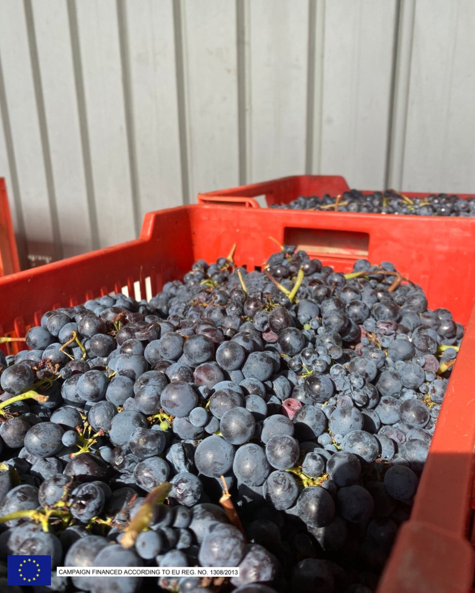 Schenk_USA's tweet photo. Delicious Italian grapes... Even better
wine!
https://schenkwinesusa
#swusa #schenkwinesusa #schenk
#red #italianwines
#ınstagood #italy #food #love #winelover #vino
#winetasting #instawine #champagne #wineloversunite
#sparkling #love #sparklingwine #cheers #bubbles #winetime https://t.co/aYkzecawLl