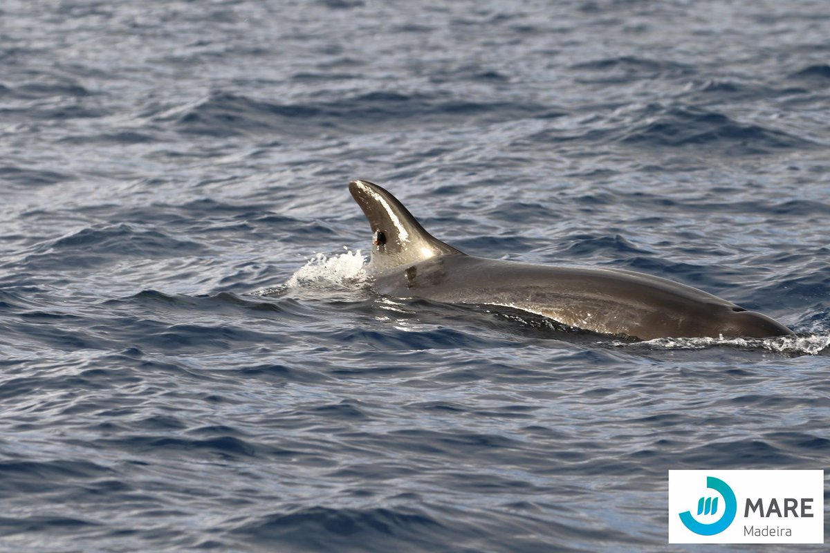 Last week our team successfully deployed a satellite biologger on a #FalseKillerWhale (Pseudorca crassidens) off Madeira Island! 

To our knowledge, this is the first of the species to be tagged in the Atlantic Ocean... 🌍🐬🛰️