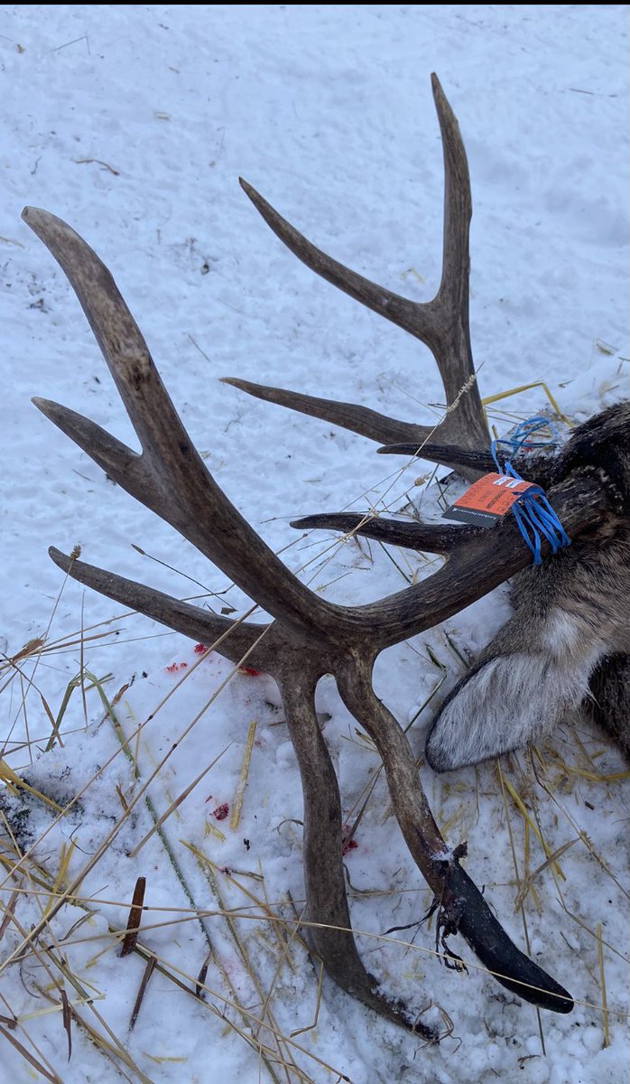 WasdenClaude's tweet photo. Hunting whitetail was short but sweet. A dream buck that I harvested with in a half mile of our farm. He will garnish a spot on the wall. https://t.co/5anDPRB6yV