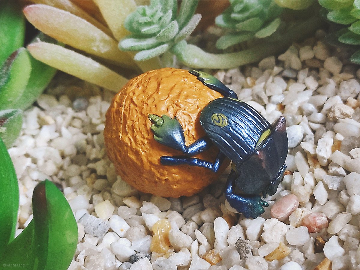 VentHoang's tweet photo. Gashapon Monster Hunter World: Endemic Life Vol.02
Dung Beetle フンコロガシ
#モンスターハンターワールド #MHW #MHWIB #MonsterHunter #MonsterHunterWorld #MonsterHunterWorldIceborne #EndemicLife #Gashapon #ガシャポン #ガチャポン #TOMY #TakaraTomy https://t.co/MpRn5Ly4wB