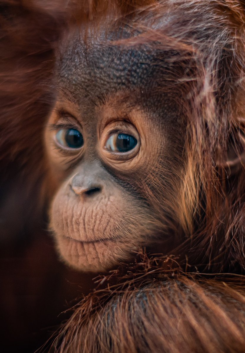 Emma’s little girl has a name! 🧡

Keepers have named her Hillda, which means ‘sister in arms’ in Indonesia 🦧 

How beautiful is she?! 😍
