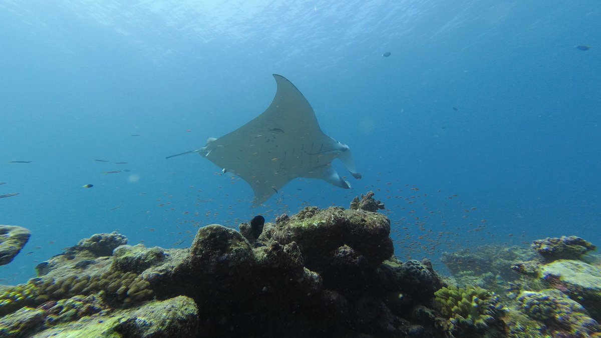 87humz's tweet photo. @TheTravelCamel @LindaPeters64 A1: After years of diving, we finally caught up with these elusive Manta Rays this year... Up close!!
#TRLT https://t.co/GldKlwO3RY
