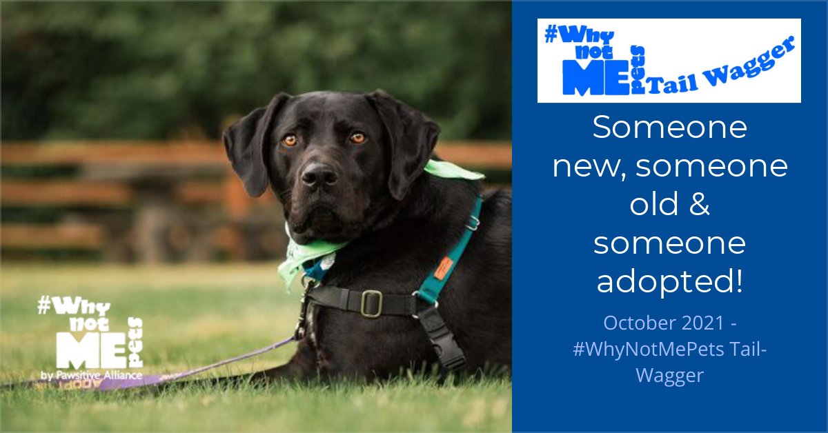 These three need you - #WhyNotMePets Tail Wagger - November 2021 - mailchi.mp/pawsitiveallia…