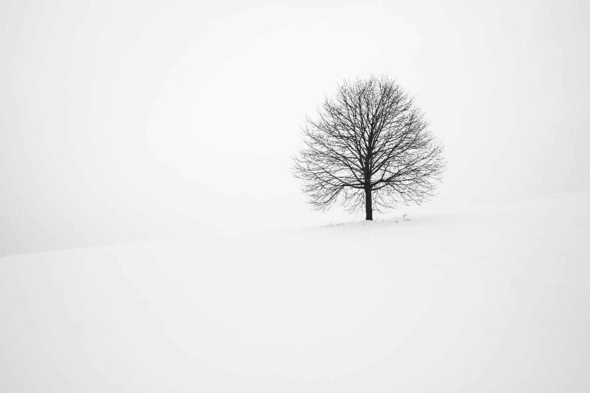 TaiChiFdn's tweet photo. Tai Chi Apprentices Only! Three Opportunities for a Winter Training in 2022! Click Here:  https://t.co/YHuwFJvavv https://t.co/QM0awodDk0