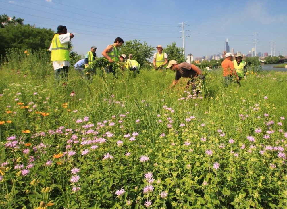 Never let an #Invasion become an #Infestation! Our trained and experienced professionals create a tailored approach to safely and effectively control invasive species.

Give us a call today to restore your site's natural beauty.

☎️(815) 247-4457

pizzo.info/invasive-speci…