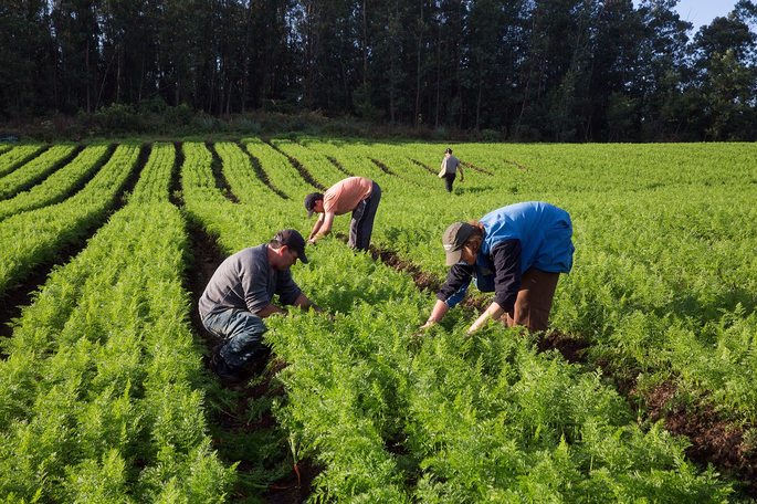 UCamponesa's tweet photo. APOIE A AGRICULTURA FAMILIAR

A agricultura familiar é responsável por 70% da alimentação do povo brasileiro.

Assista em: https://t.co/dfhEwNt73r

#UNC #MentesLivres #TerritóriosLivres https://t.co/JCg1Jvpdo2