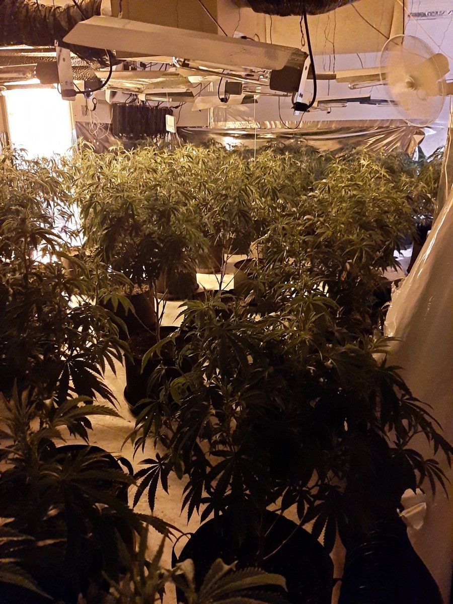 TVP_ChiltSBucks's tweet photo. This morning officers from NHPT joined ICR team 3 in executing a drugs warrant at an address in New Denham. On entry to the address yet another substantial grow of cannabis was located. No persons were present at the time but enquiries ongoing. #p5731 #c9345 #NHP #team3 https://t.co/7ki4v2TPmr