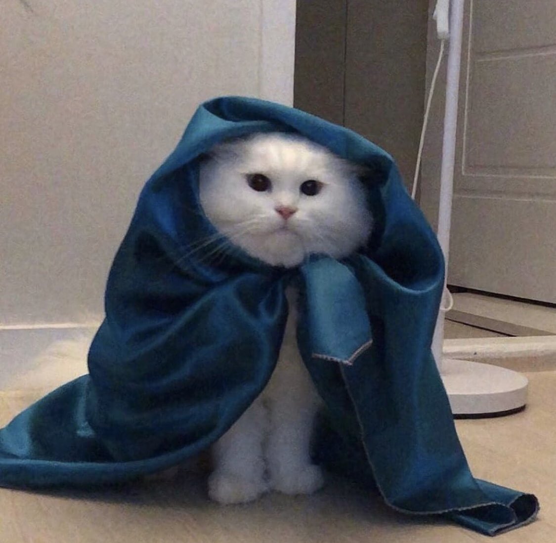 contextpets's tweet image. What’s his power?