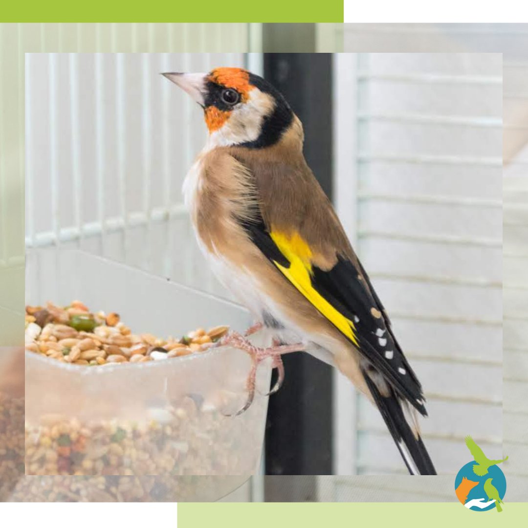 [ ANIMAUX ]

Le chardonneret élégant (Carduelis carduelis) est un petit passereau très coloré observable dans nos campagnes et en milieu boisé. Animal principalement granivore, il est reconnaissable par sa face rouge et ses ailes, noires, qui possèdent une bande jaune.
