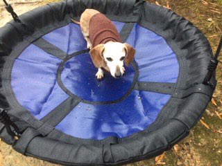 UNCGSpeaking's tweet photo. The #speakingcenterpetparade continues with Sienna!
πΆπ±πΉπ°π¦π ππ¦
Sienna is owned by Kimberly M. Cunyπ
Fun Facts:
-She is looking forward to her 17th birthday next month
-Until then you can find her out back on her favorite swing, pictured below
#uncgpets #uncgsc https://t.co/W4eubpDTf7