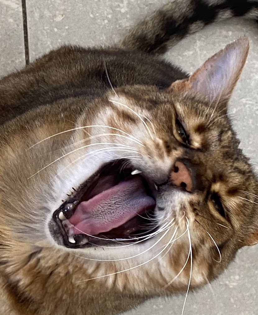 mowglithebengal's tweet photo. @AJemaineClement Meow - I'm allergic to hoomans (except at dinner time)! https://t.co/ZK7HLGEZI0