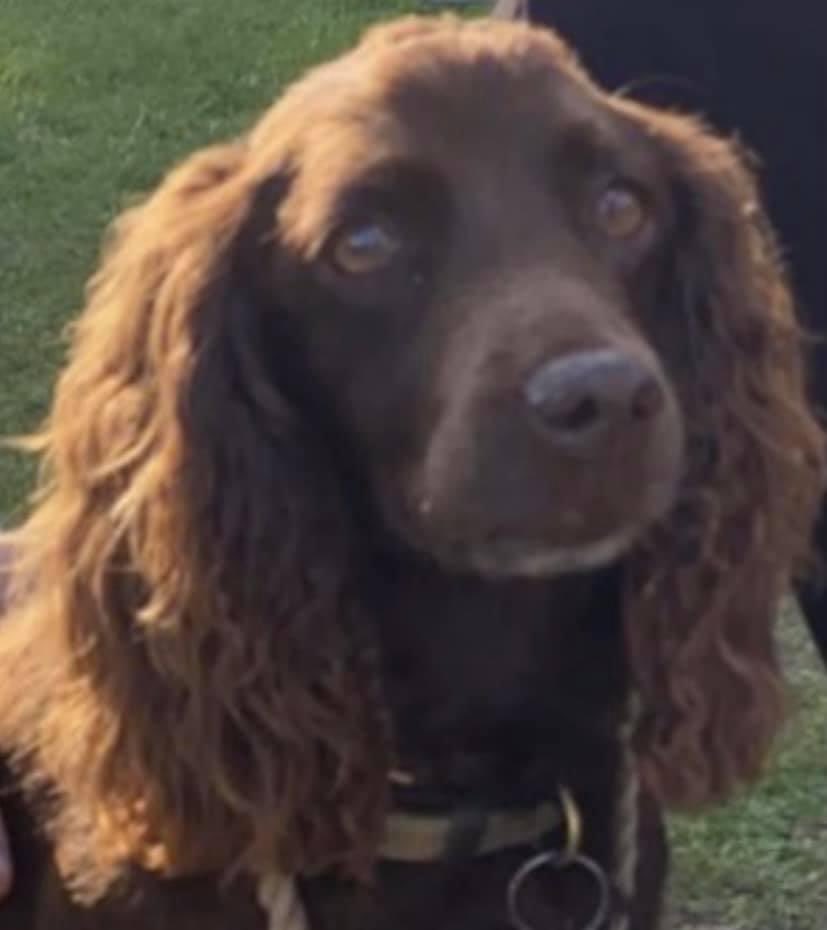 spaniel alert tweet media