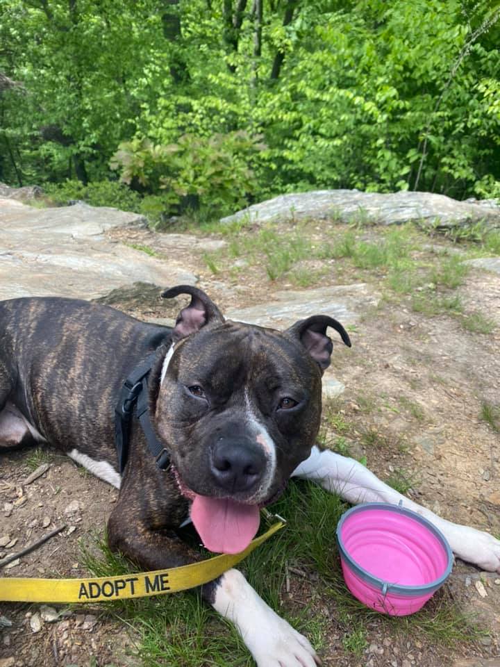 PSPCA's tweet photo. In 3 days - on Friday, November 19 - weโre asking our supporters to #GiveExtra & change the lives of animals in the Lancaster region. By supporting our work, you help us find homes for animals in our community.
Please give on Friday, November 19th: https://t.co/LGsS4tbuY7 https://t.co/ScL8vsRlI3