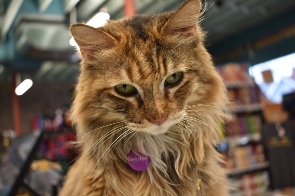 KC's Snarkiest Cat (@SnarkyStoreCat) / Posts / X