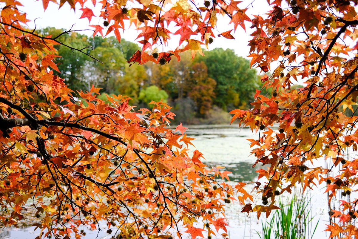 NYCParks's tweet photo. Before the leaves all say goodbye for winter, make the trip to Oakland Lake to see the maples and sweetgums in fall color. Make a day of it ― use this map as you hike the trails at Alley Pond Park: https://t.co/5HMjuJIXCE. 🍃🍂 #FallforNYC https://t.co/RDy25HwbsJ