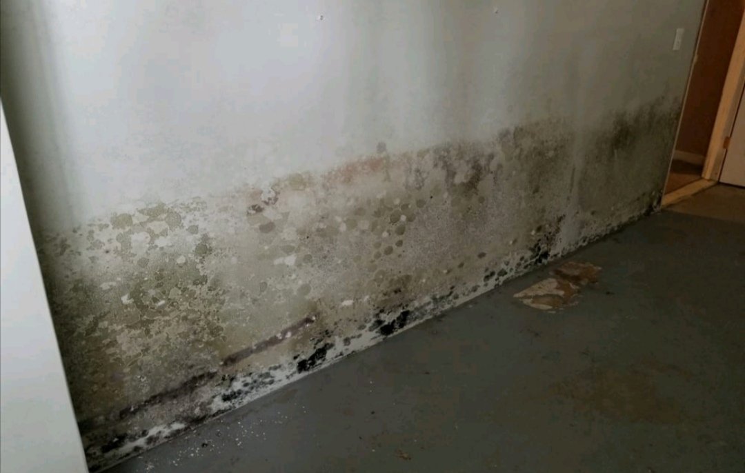 SpotlessClean18's tweet photo. Our specialist mold remediation service ensures identifying and eliminating the mold source to prevent future occurrence. We strictly follow IICRC S-520 Standard and Reference Guide to perform professional mold remediation.

#moldremediation #moldremoval https://t.co/KOaxeg1qsv