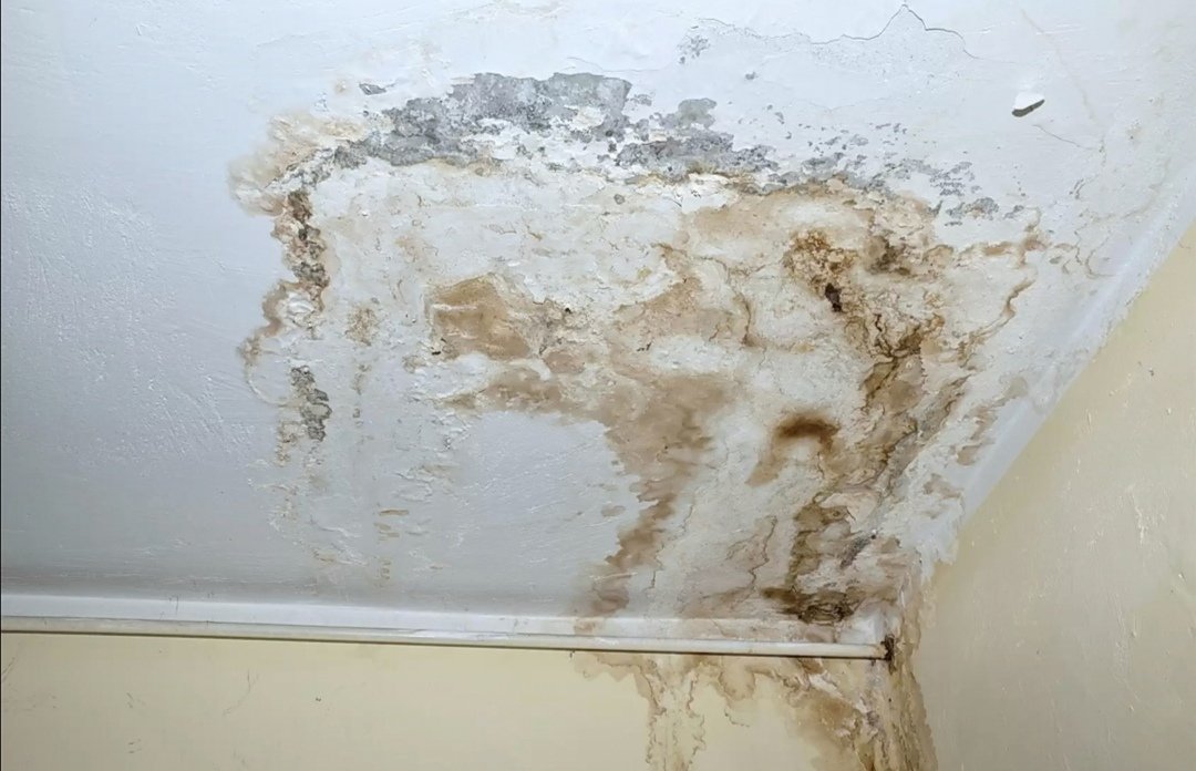 SpotlessClean18's tweet photo. Our friendly and experienced team gives you a cost estimation before starting the mold remediation task. We work on your property as quickly as possible, causing minimal disruptions to your routine activities. https://t.co/sl6e8HkFZD