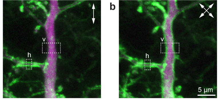 Using cross-polarized laser pulses, the fluorophores are efficiently excited, independently of membrane orientation. A fun project with <a href="/LabMasseck/">MasseckLab</a>, led by @mauropulin and @OertnerLab