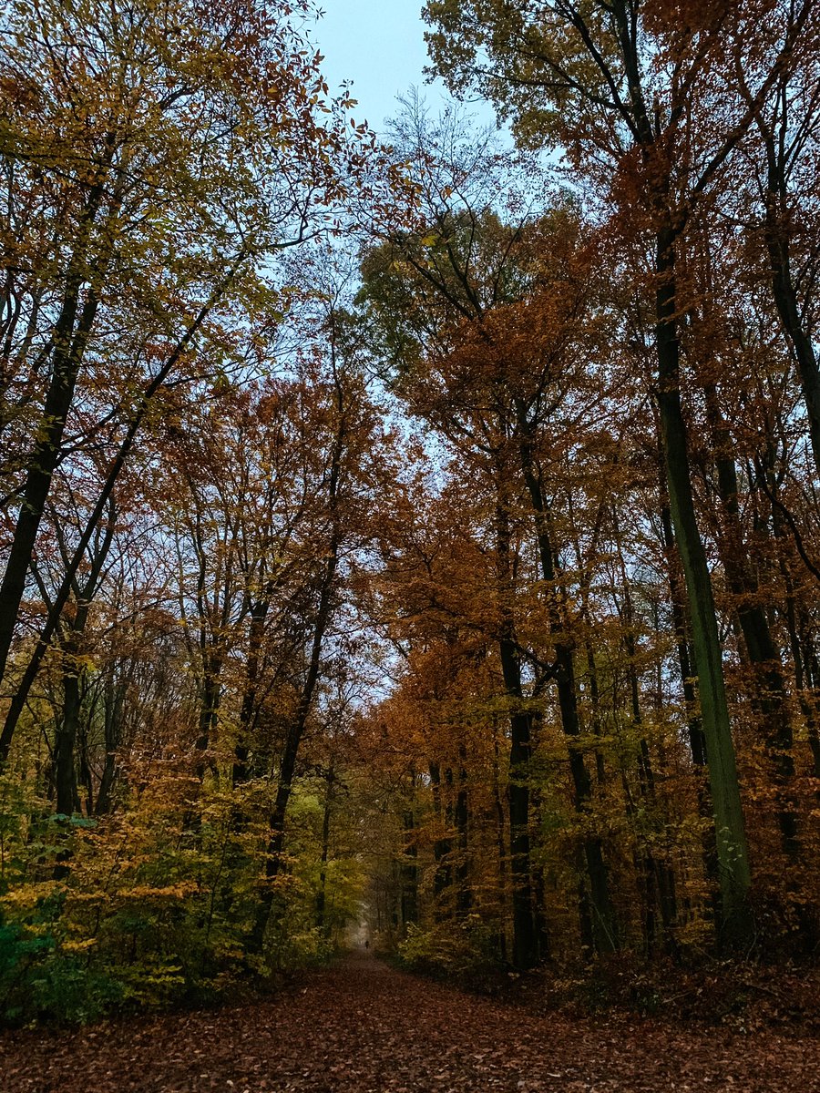 Luisa Renz tweet media