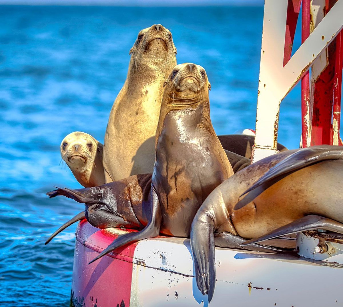 LosOsosBaywood's tweet photo. The fog has burned off and these guys are hanging out in #MorroBay enjoying the sun. You should go say hi!
.
.
.
image by @danna_joy_images
#VisitLosOsosBaywood #Hwy1HiddenSecrets #SLOCAL #WildlyRelaxing #OpenandSafe #CaliforniaDreaming https://t.co/asrO3MuHWB