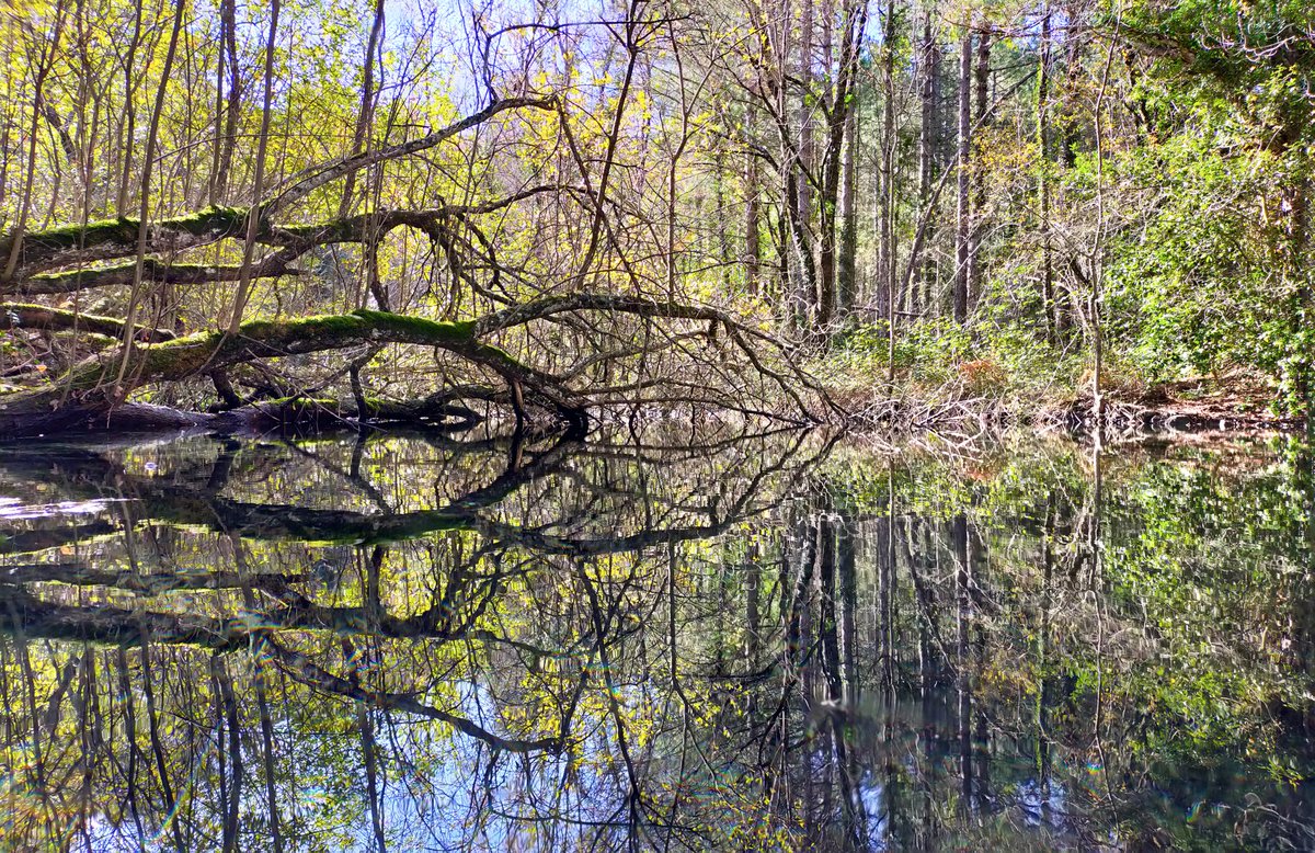 JP_PhotoStudio's tweet photo. Reflejos perfectos en el nacimiento del río Mundo, Riópar.

#riopar #CastillaLaMancha #reflejos https://t.co/rA9R3mGELG