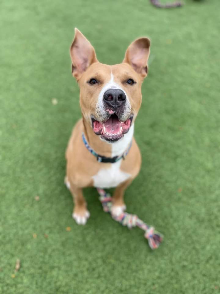 KarenSConniff's tweet photo. #Kavon #CLE #OH #ADOPT. #FOSTER Kavon is a very sweet, well-mannered, fun loving two year old guy! He listens well, loves people and belly rubs are his favorite.
With other dogs in playgroup, he's playful and social.
Email https://t.co/meXjJF3wcI. https://t.co/ByzJtmalz4