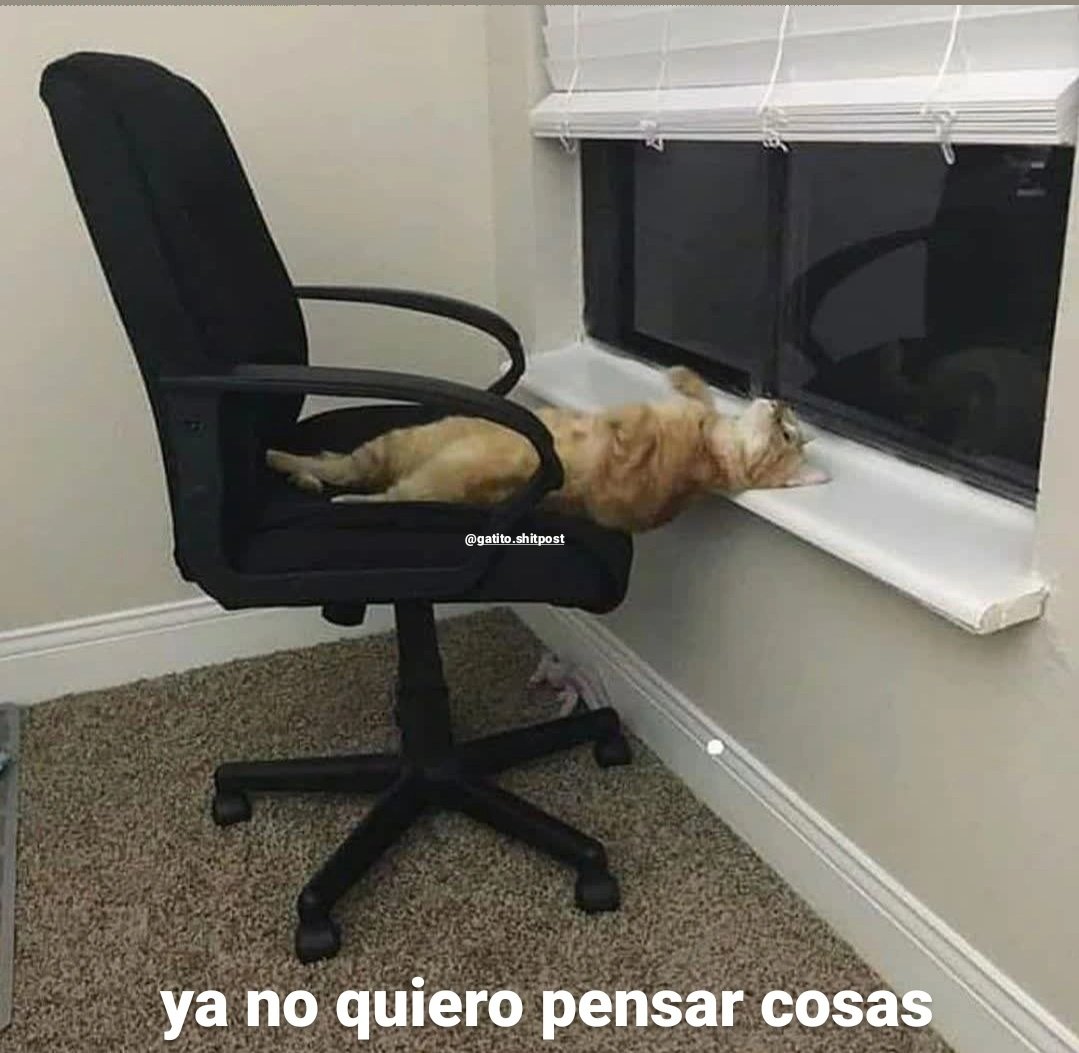 gatito_shitpost's tweet photo. https://t.co/wOX5VQNMhm