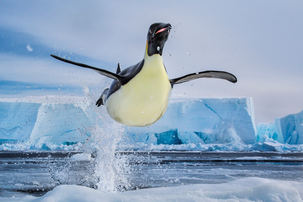 Own one of Paul Nicklen's iconic images and help ocean conservation! Icy Flight is now available on the @VitalImpacts Flash Sale! Proceeds from the sale will go directly to support SeaLegacy's mission. vitalimpacts.org/pages/flash-sa…

Photo by <a href="/PaulNicklen/">Paul Nicklen</a>

#vitalimpacts #conservation