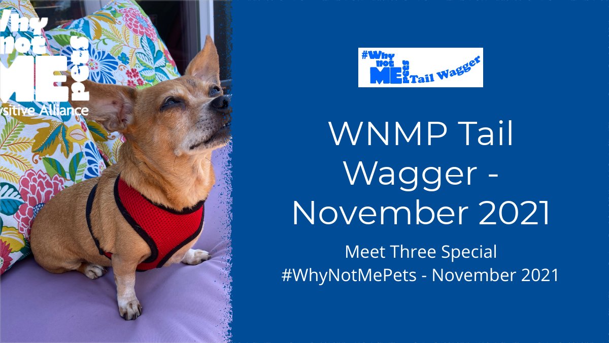 These three need you - #WhyNotMePets Tail Wagger - November 2021 - mailchi.mp/pawsitiveallia…