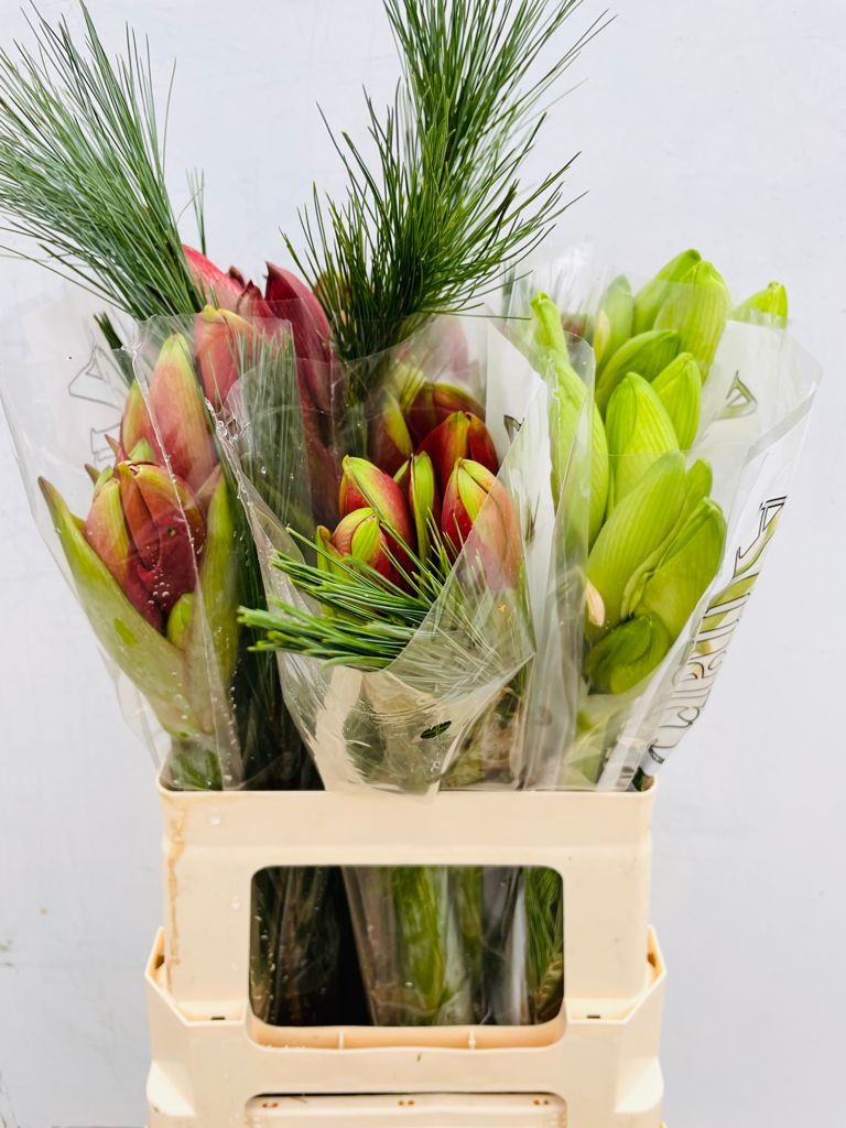 Morgen op de klok,  kant en klaar #rfh van kwekerij Beaumonde #inpakkenenwegwezen 😉