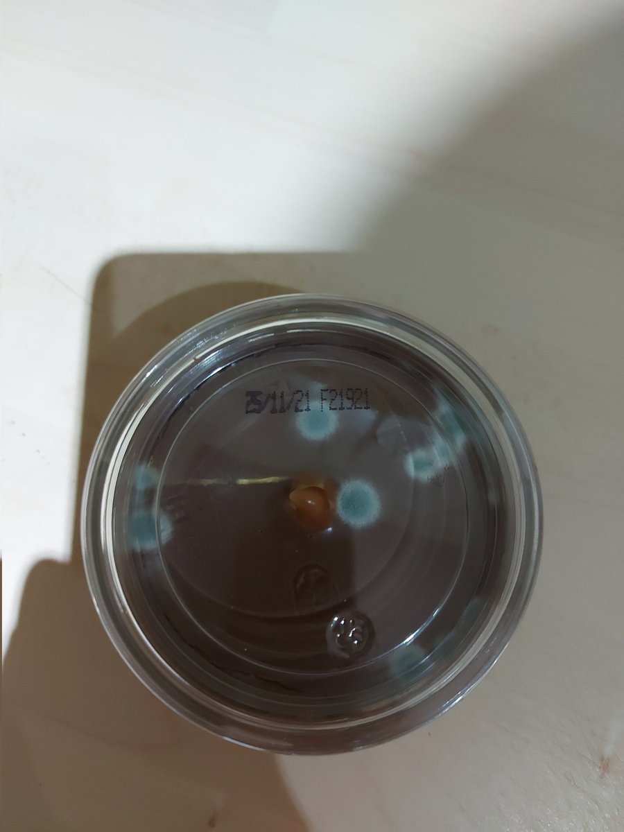 Palmersan90's tweet photo. @AsdaServiceTeam very disappointed with this. Brought your millionaire's cheesecake the other day,  only to discover that one of them has gone mouldy despite having a use by date of 25/11/21! https://t.co/Fz1bQLlib3