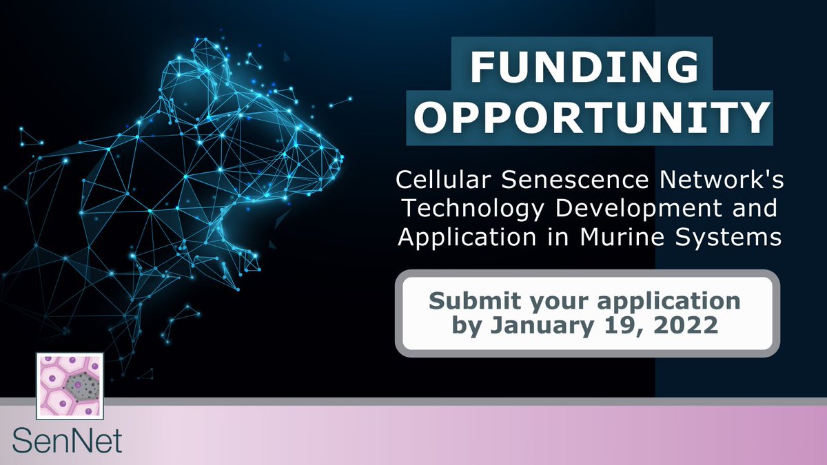 NIH_CommonFund's tweet photo. Now seeking #FundingOpp applications! Our Cellular Senescence Network (#SenNet) is looking for projects using novel or untested technologies to identify #senescence and perform #TissueMapping in murine tissues at high-resolution. For details & deadlines: https://t.co/00tRxlfuAO. https://t.co/lPBT7pP0SL