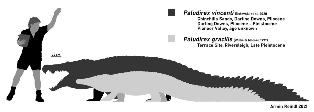 Sadly it's too late for SteveIrwinDay but here's a comparison between the two currently known species of Paludirex (formerly Pallimnarchus).